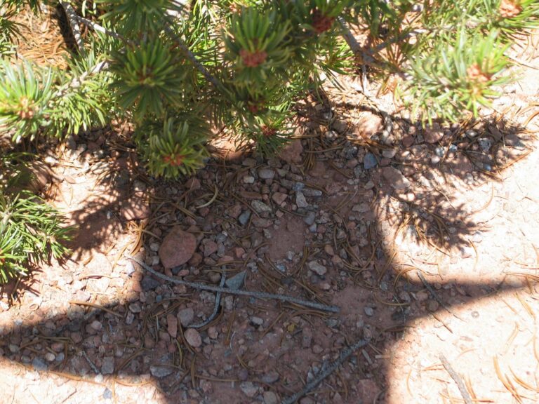 Self Portrait: silhouette of a wide brimmed hat against rocky ground below a desert bush.